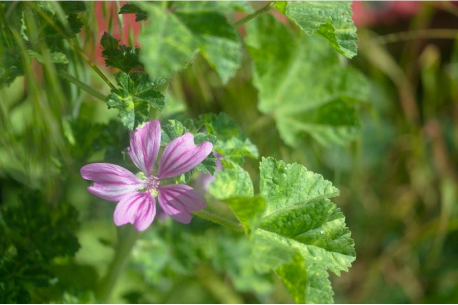 Объектив Индустар-50 3,5/50 тубусный (СССР, 1960)