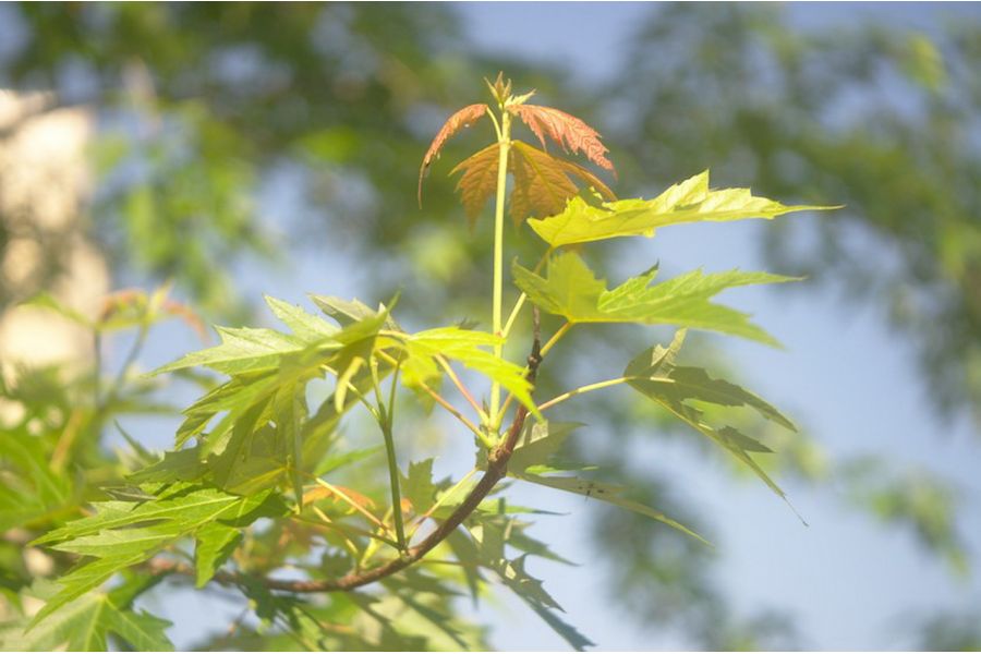 Объектив Индустар-50 3,5/50 тубусный (СССР, 1960)