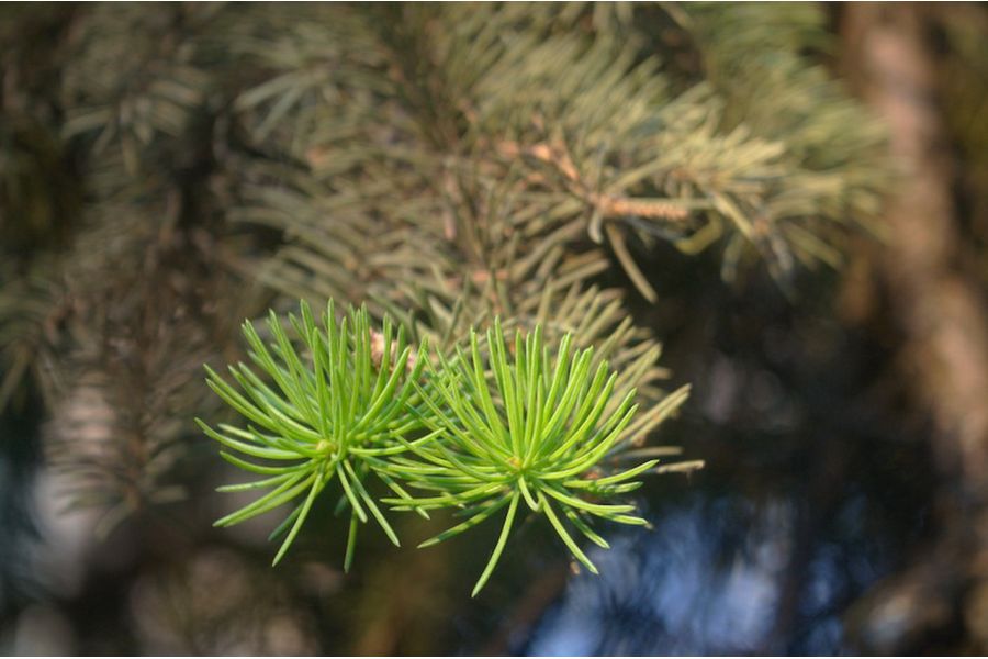 Объектив Индустар-50 3,5/50 тубусный (СССР, 1960)