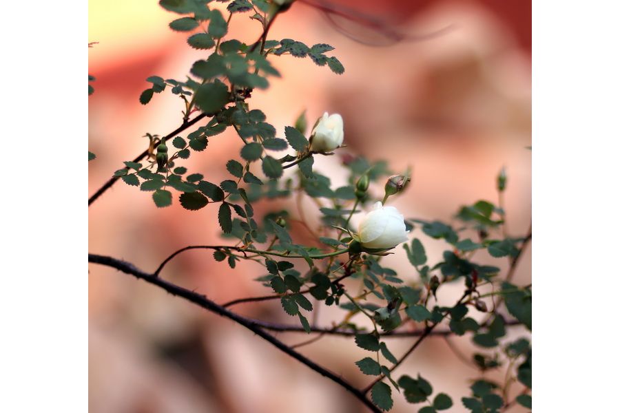 Ломо РО500-1 2/90мм (СССР, 1979г.)