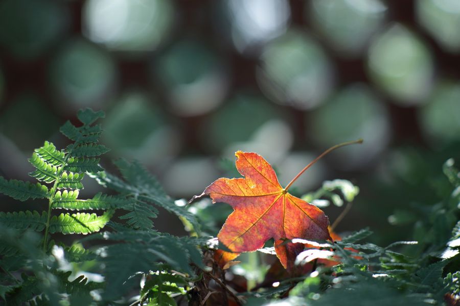 Объектив Nikkor-P auto 2,5/105mm Nippon Kogaku