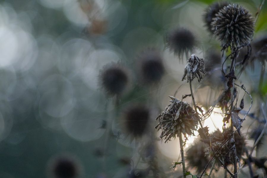 Объектив Nikkor-P auto 2,5/105mm Nippon Kogaku