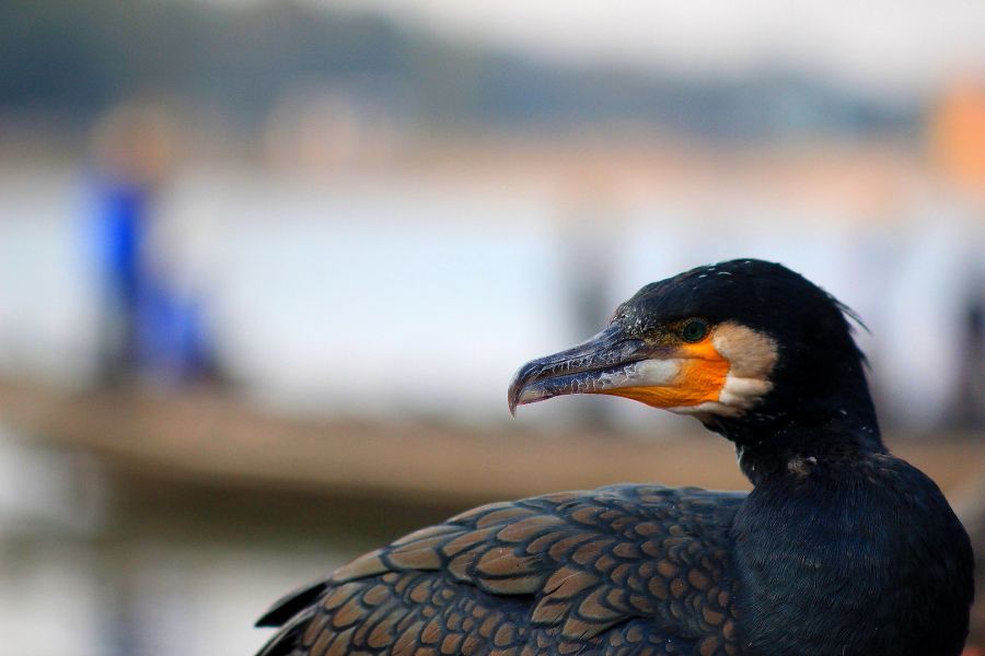 Объектив Nikkor-P auto 2,5/105mm Nippon Kogaku