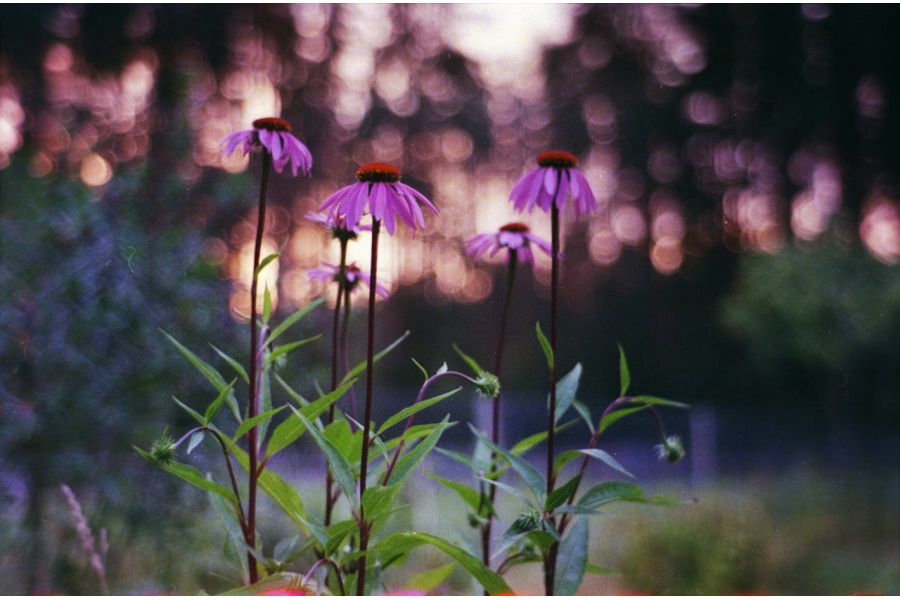 Объектив Юпитер-3 1,5/50 М39 (СССР, 1970г.)