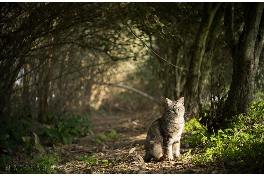 Новый мануальный объектив Индустар-50-2 f3.5/50 М42