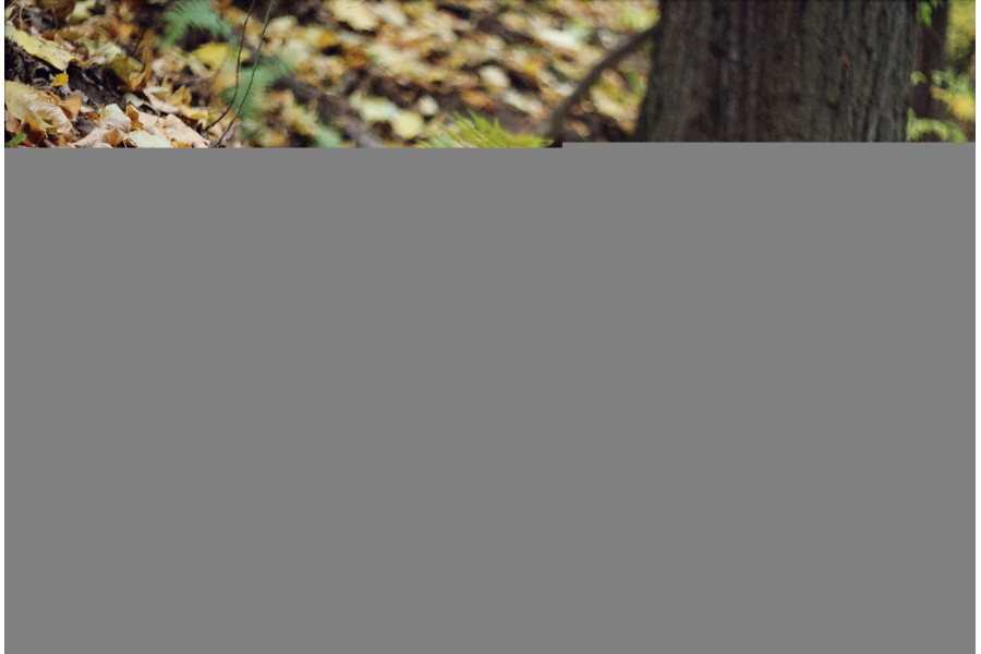 Объектив мануальный Pentacon Prakticar MC 1.8/50