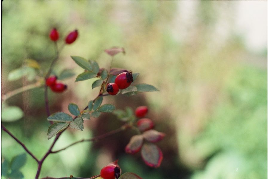 Объектив мануальный Pentacon Prakticar MC 1.8/50