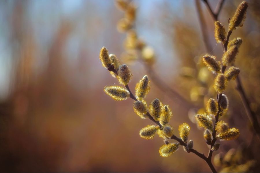 Гелиос-81Н 2/53 для Nikon F (Арсенал, 1983)