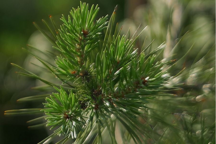 Штатный объектив Индустар-29 80mm f/2.8 (СССР)