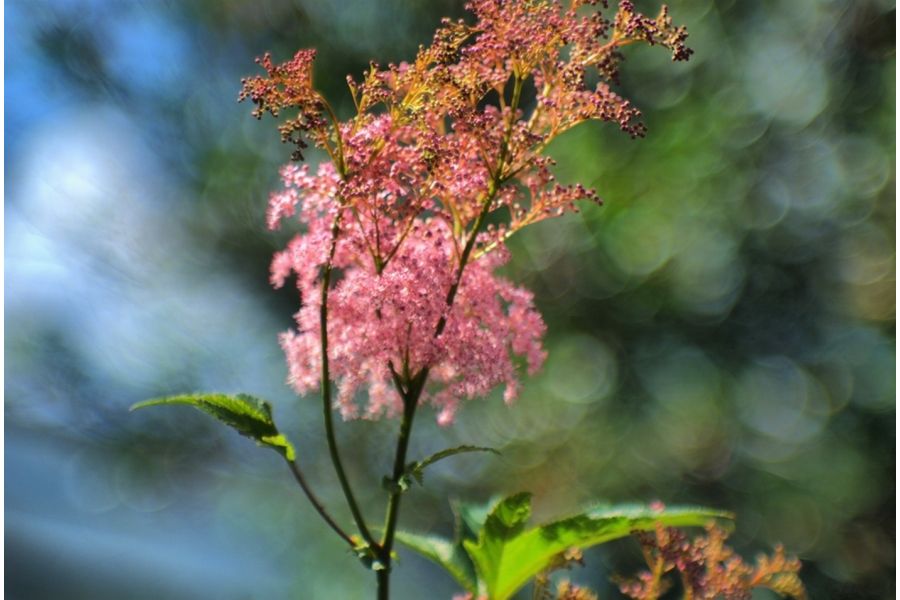 Длиннофокусный, дальномерный Юпитер-9 2/85 М39