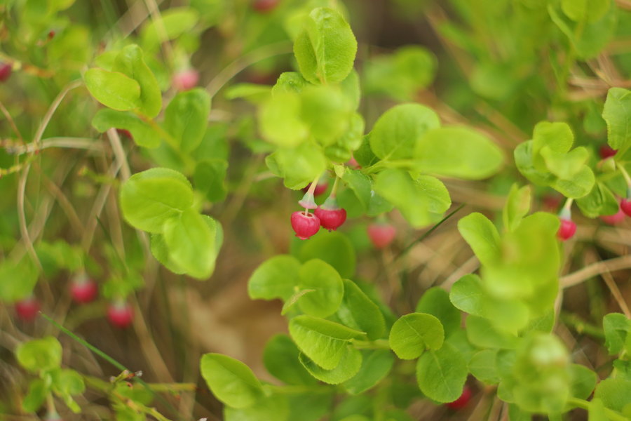 Штатный объектив Гелиос 44-2 2/58 М42 (СССР)