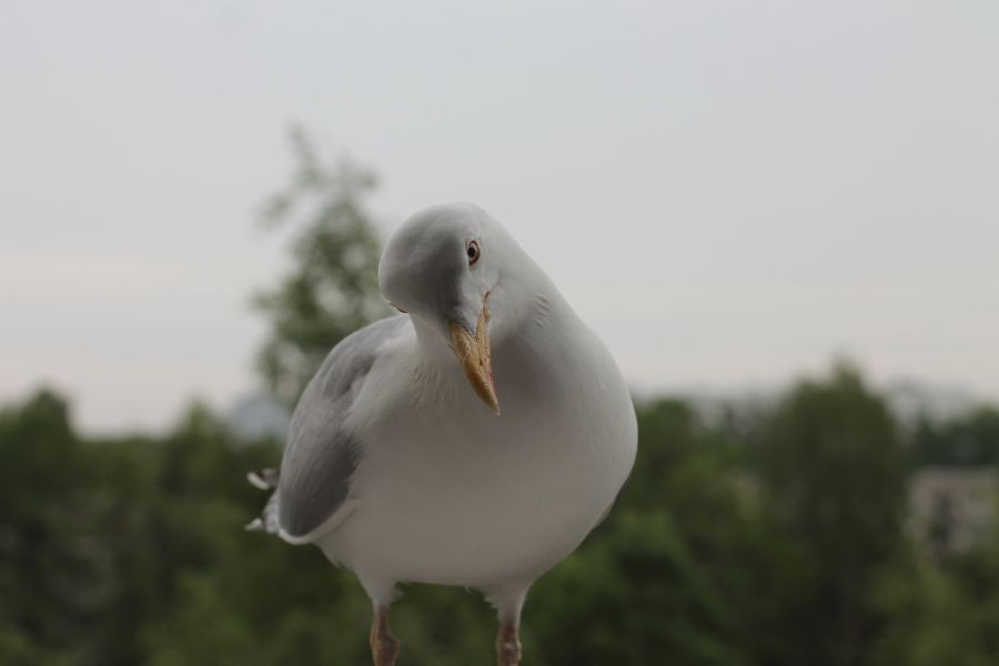 Советский штатный фотообъектив Зенитар-М 1.7/50