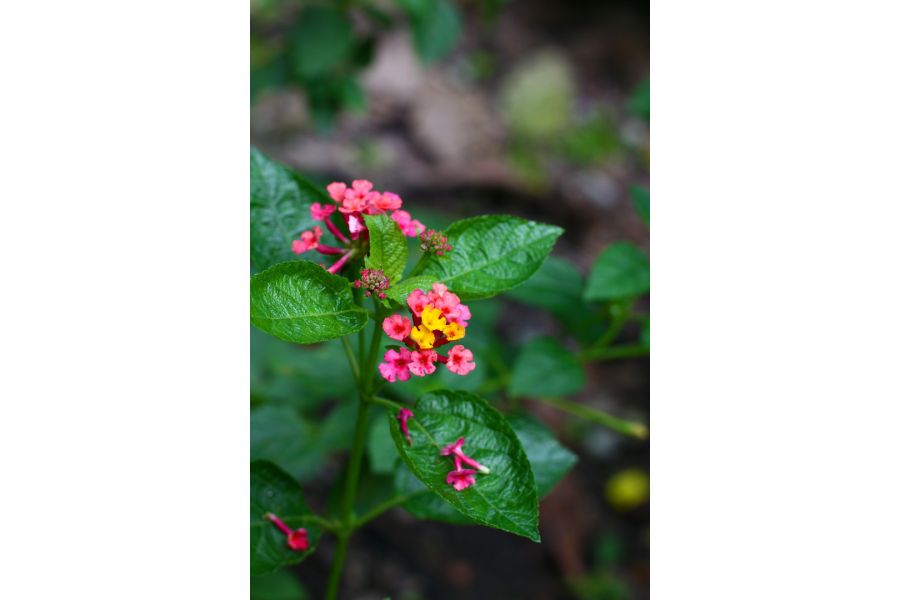 Советский штатный фотообъектив Зенитар-М 1.7/50