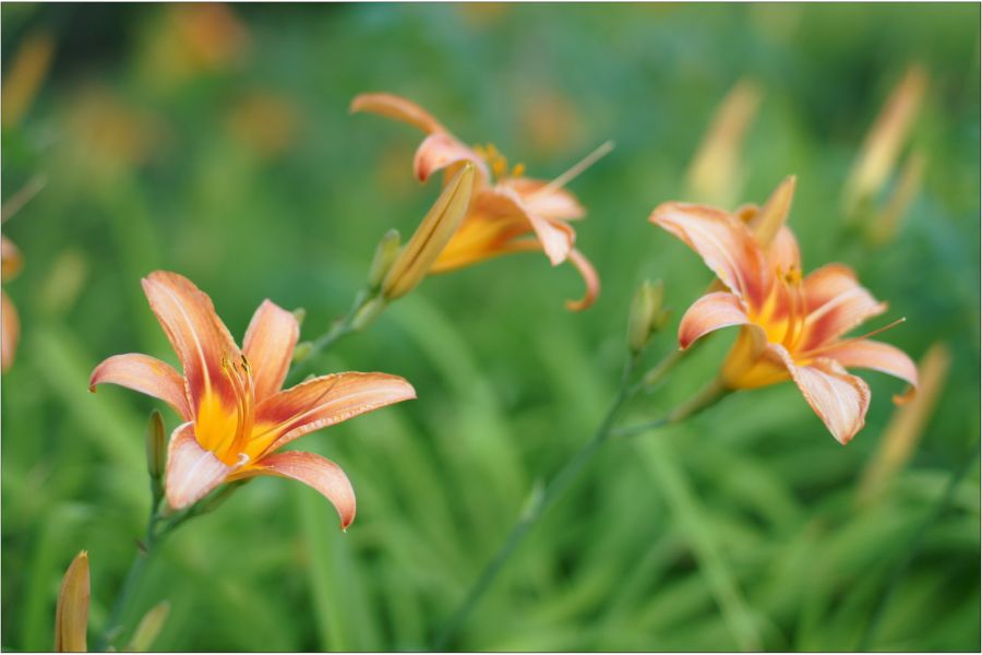 Советский штатный фотообъектив Зенитар-М 1.7/50