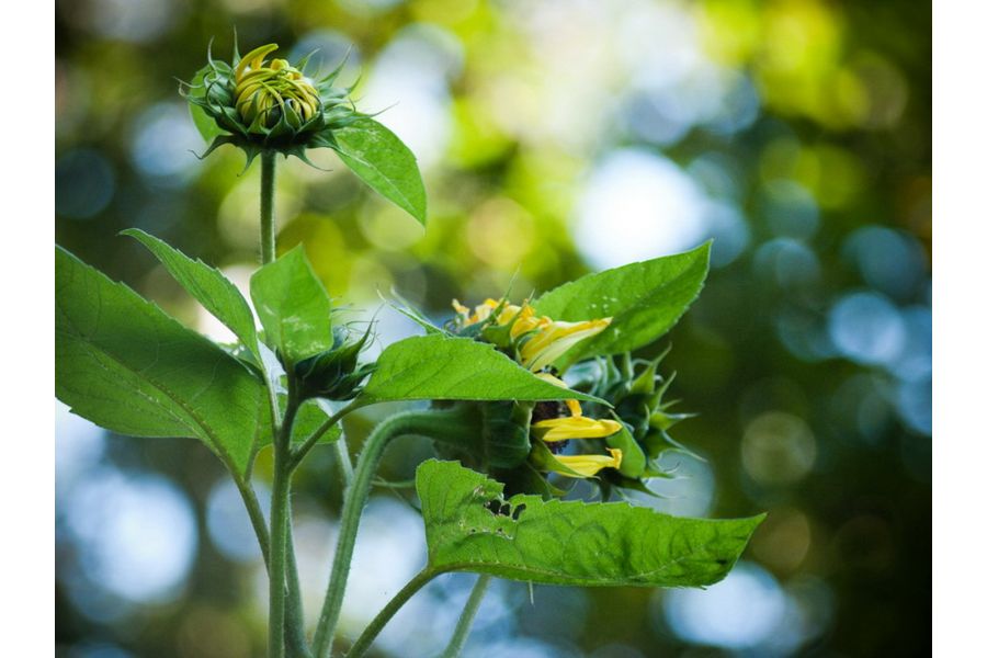 Советский объектив Jupiter-11/Юпитер-11 4/135