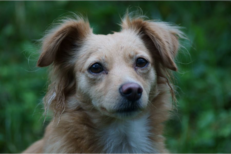 Советский объектив Jupiter-11/Юпитер-11 4/135