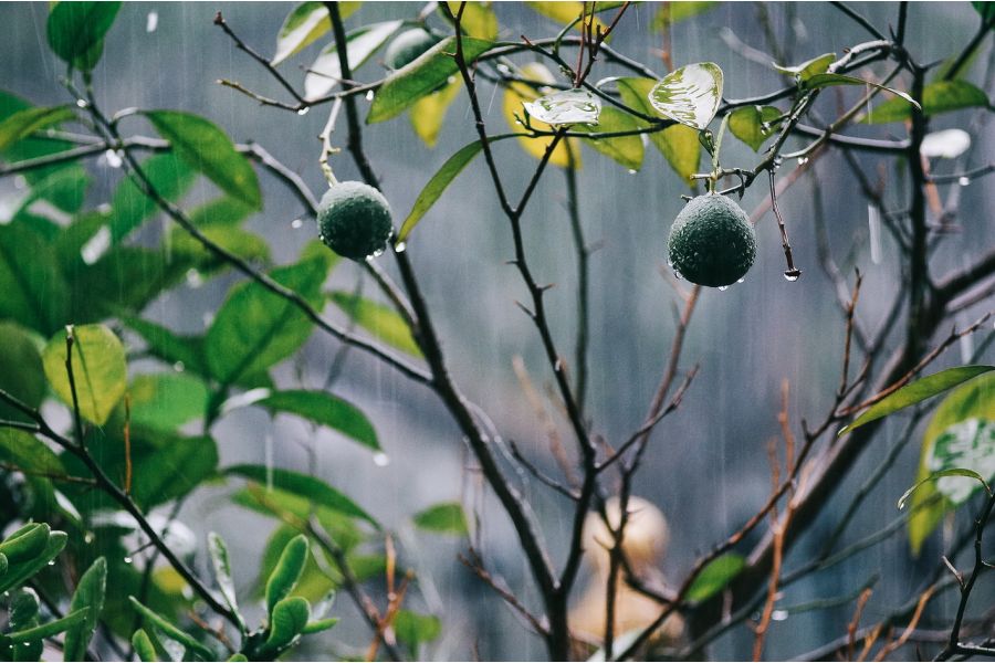 Советский объектив Jupiter-11/Юпитер-11 4/135