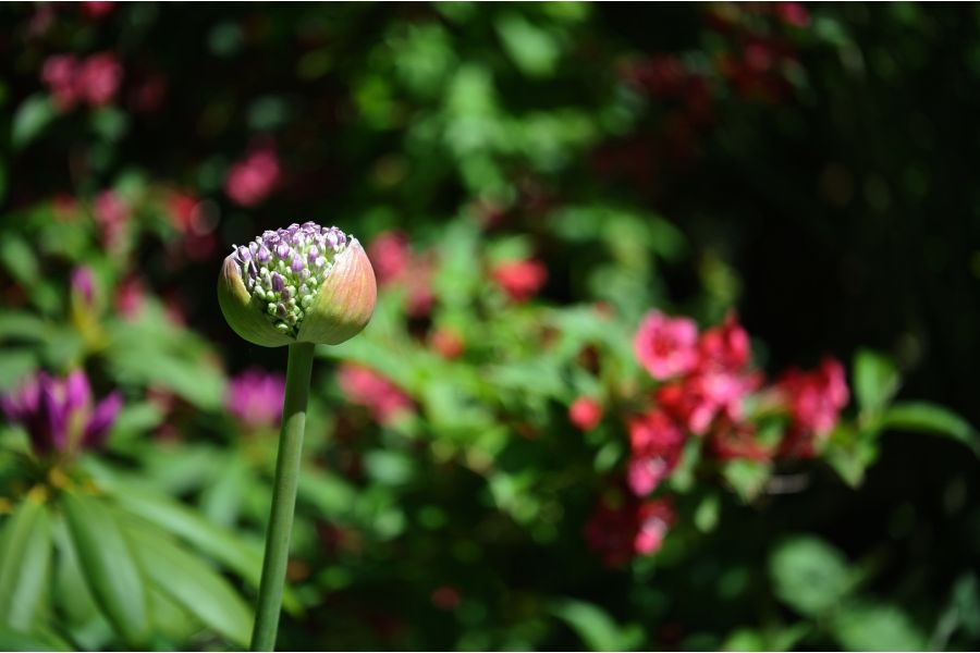 Индустар-50 3,5/50 дальномер (КМЗ, 1956г.)