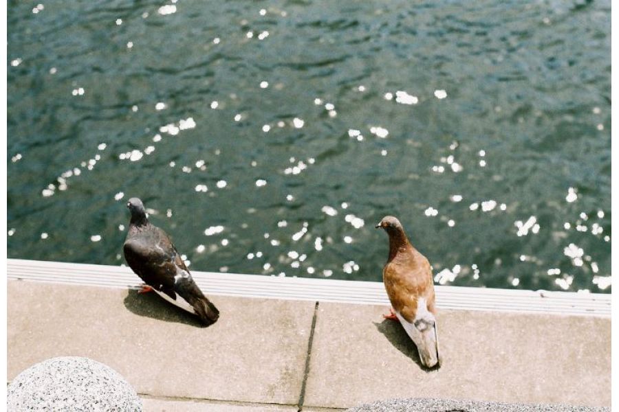 Объектив Индустар-61Л/З-МС 2,8/50 М42 (ЛЗОС, 1989)