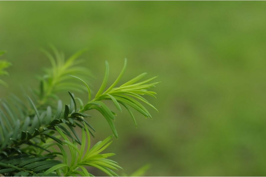 Объектив Индустар-61Л/З-МС 2,8/50 М42 (ЛЗОС, 1989)