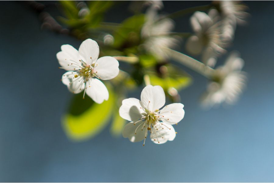 Объектив Biometar 2.8/120 Carl Zeiss Jena