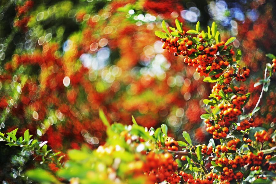 Редкость объектив МС Гелиос-77М-4 f1.8/50mm