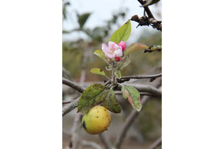 Объектив Canon EF-S 18-135mm 3.5-5.6 IS (Taiwan)