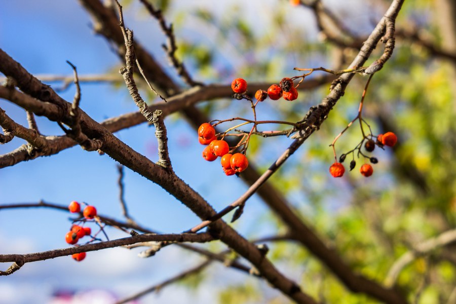 Объектив Индустар-61 2,8/52 М39 (ФЭД, 1969г.)