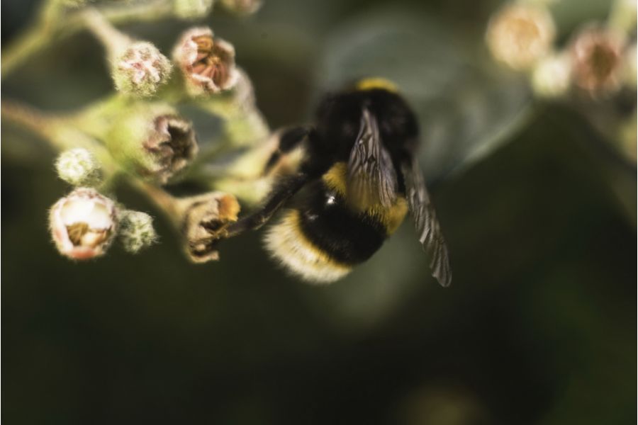 Объектив мануальный Mikar P 4,5/55 PZO М42