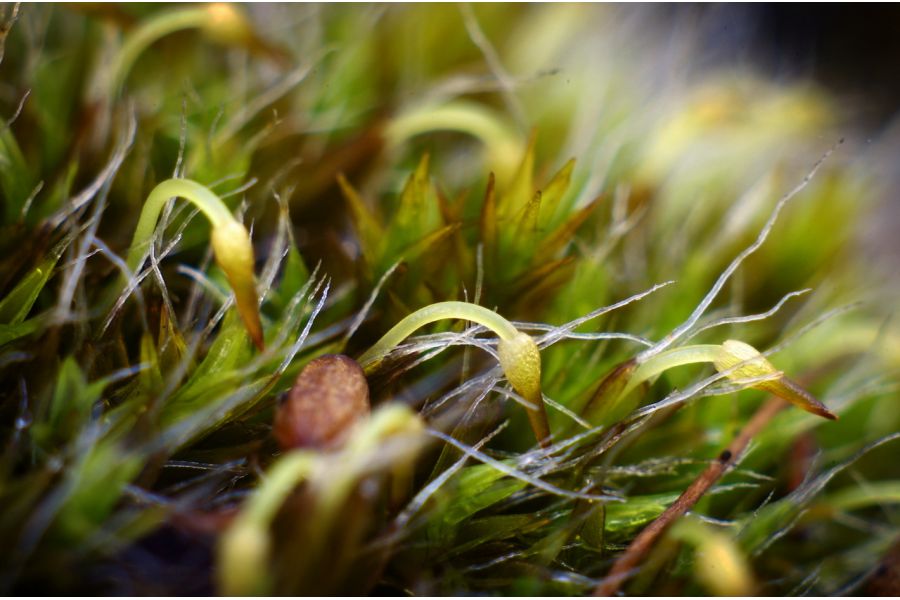 Объектив мануальный Mikar P 4,5/55 PZO М42