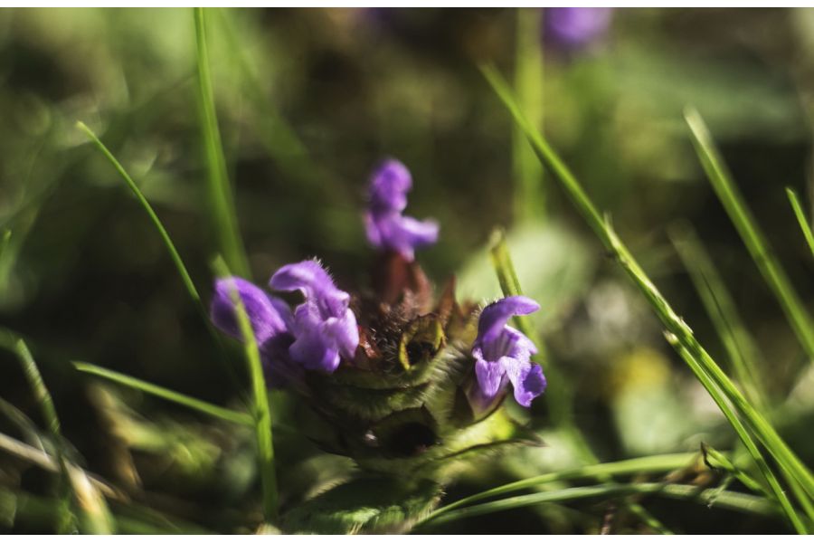 Объектив мануальный Mikar P 4,5/55 PZO М42