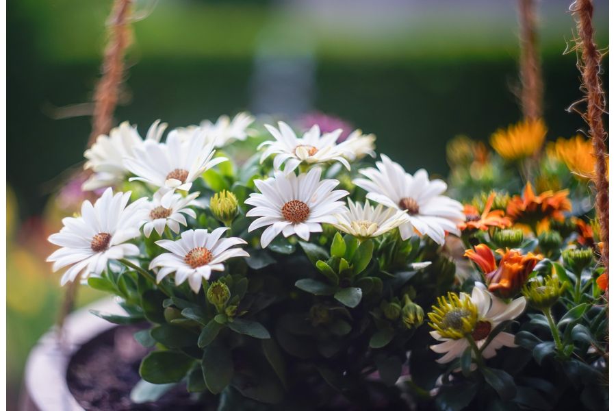 Редкий советский объектив Гелиос-44М МС 2/58 М42