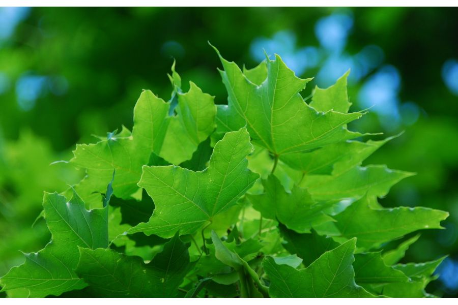 Объектив Nikon 28-300mm f3.5-5.6G AF-S ED VR Nikkor