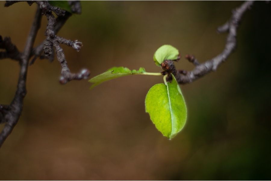 Объектив Pentacon auto 1.8/50 Multi Coating (Germany)