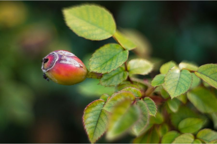 Объектив Pentacon auto 1.8/50 Multi Coating (Germany)