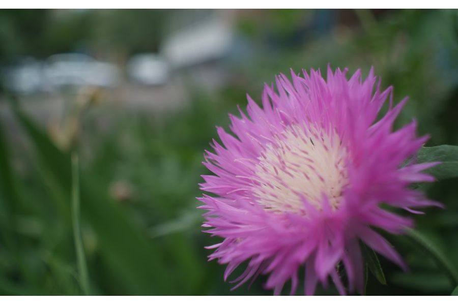 Cоветский светосильный объектив Мир-20Н МС 3,5/20