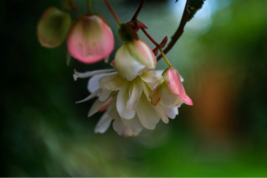 Объектив Fujifilm XF 56mm f/1.2 R (Japan, 2018)