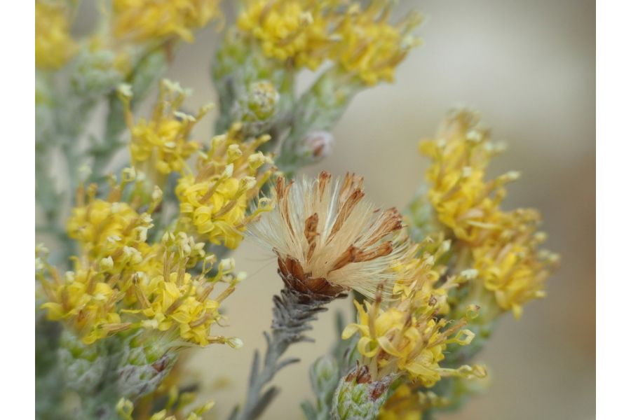 Объектив Panasonic Lumix G Vario 14-45mm f/3.5-5.6 Asph Mega O.I.S.