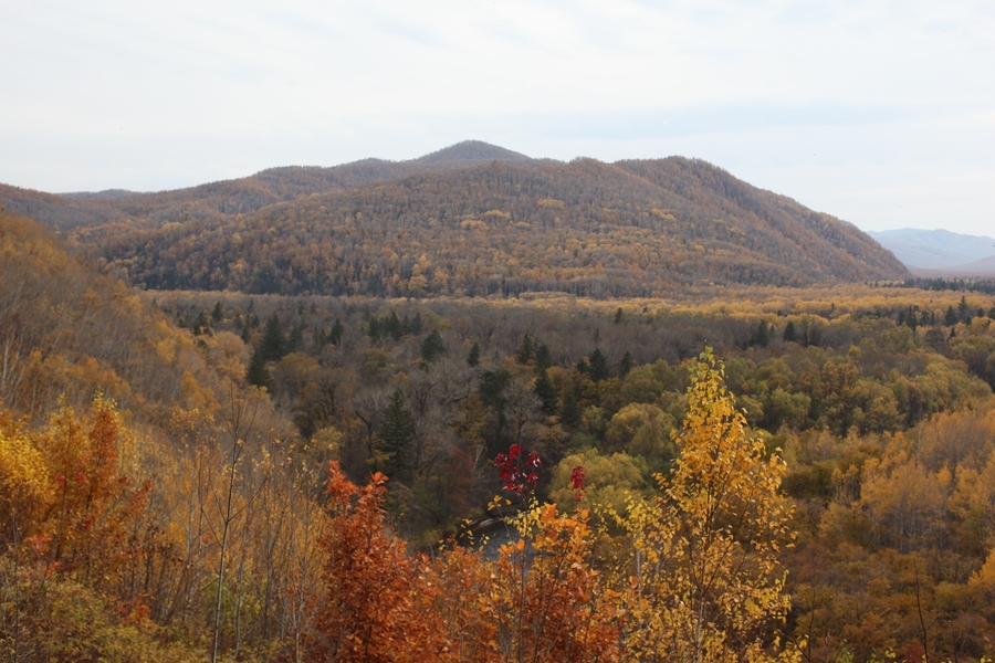 Canon EF 50mm f/1.2L USM