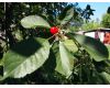 Объектив Olympus M.Zuiko Digital 14-42mm f/3.5-5.6 черный