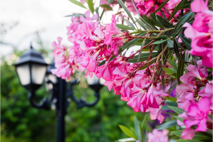 Объектив цифровой Sony FE 28-70mm f/3.5-5.6 OSS