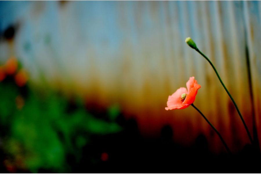 Новый Sigma AF 30mm f/1.4 DC DN Contemporary Sony E в упаковке