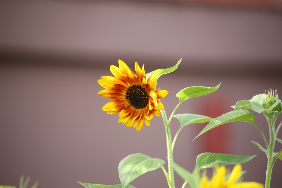 Объектив Canon EF 100-300mm f/4.5-5.6 USM