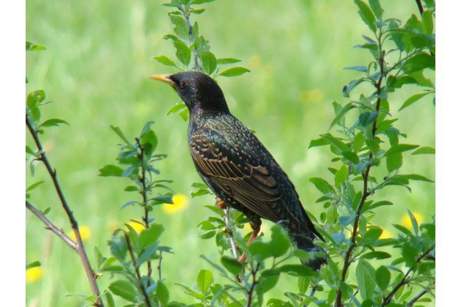 Объектив Canon EF 100-300mm f/4.5-5.6 USM