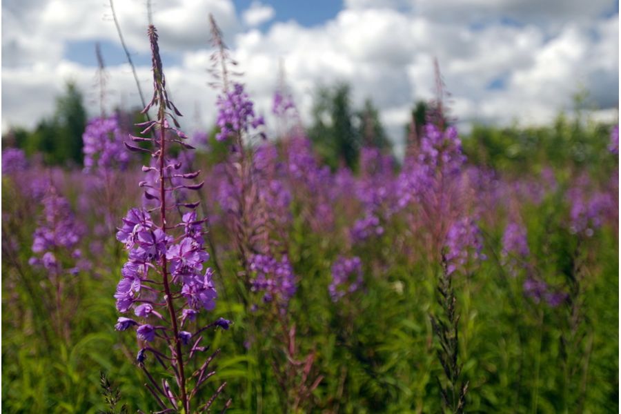 Объектив Nikon 17-35mm f/2.8D IF-ED AF-S Zoom-Nikkor