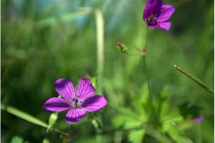 Объектив Nikon 17-35mm f/2.8D IF-ED AF-S Zoom-Nikkor