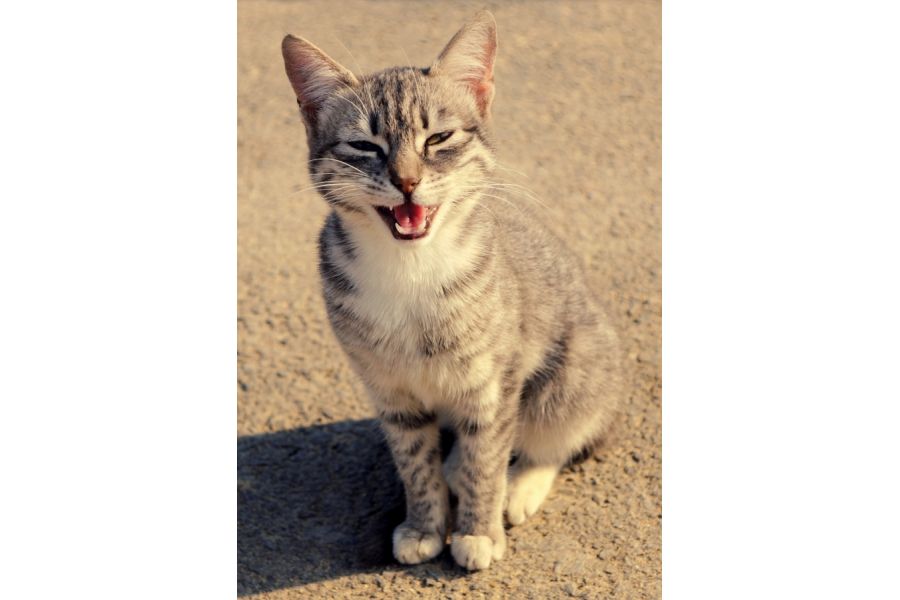 Объектив Nikon 18-55mm f/3.5-5.6G AF-S ED DX Nikkor