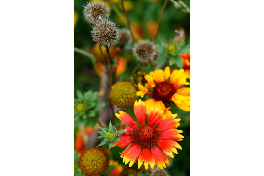 Объектив Sony DT 50mm f/1.8 SAM в упаковке