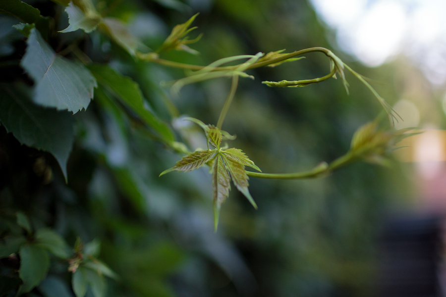 Автофокусный Canon EF 35mm f/1.4L USM в упаковке