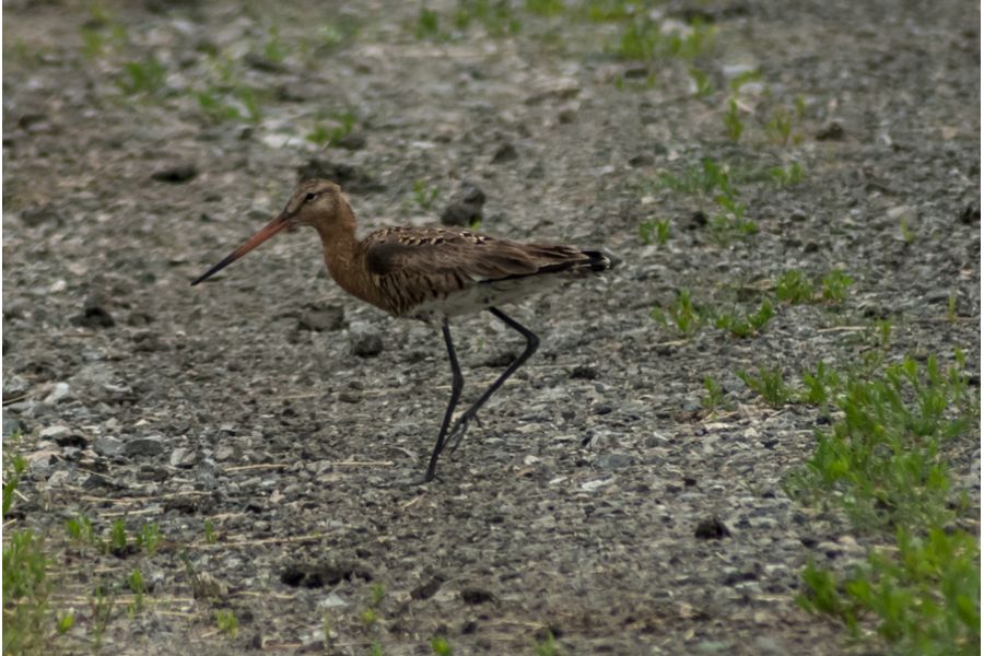 Nikon 70-300mm f/4.5-6.3G ED AF-P DX